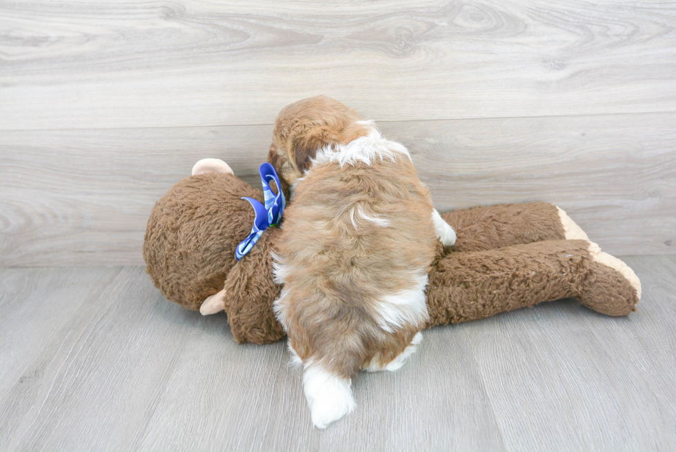 Havanese Pup Being Cute