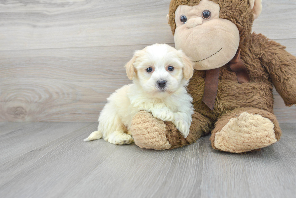 Havanese Puppy for Adoption