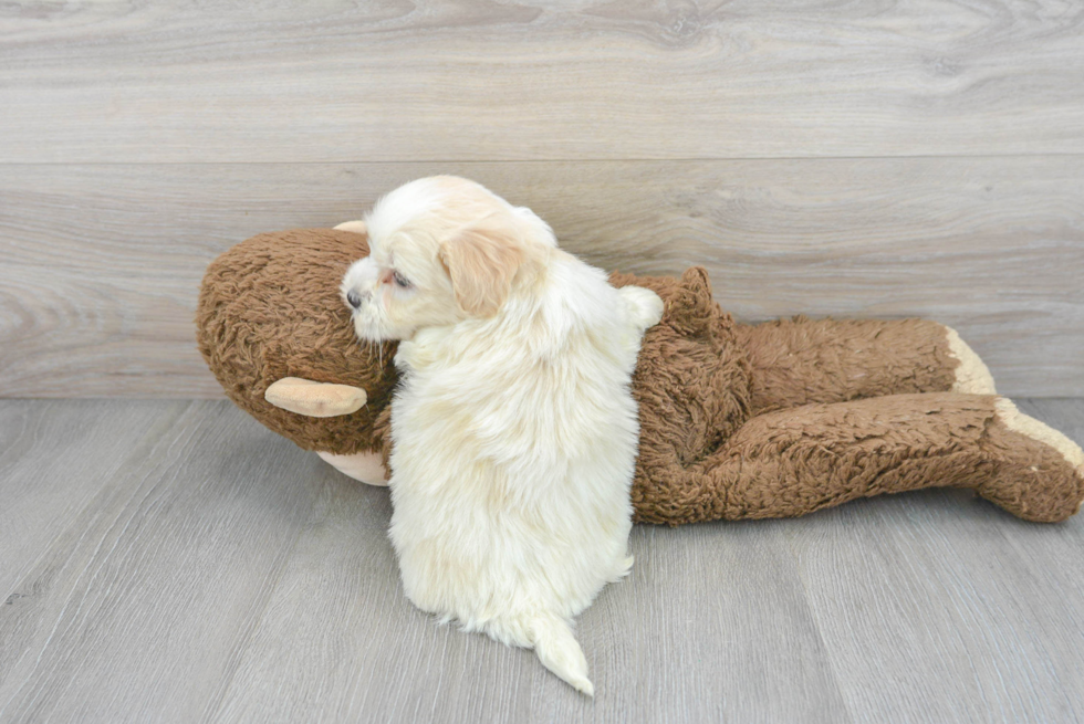 Playful Havanese Purebred Pup