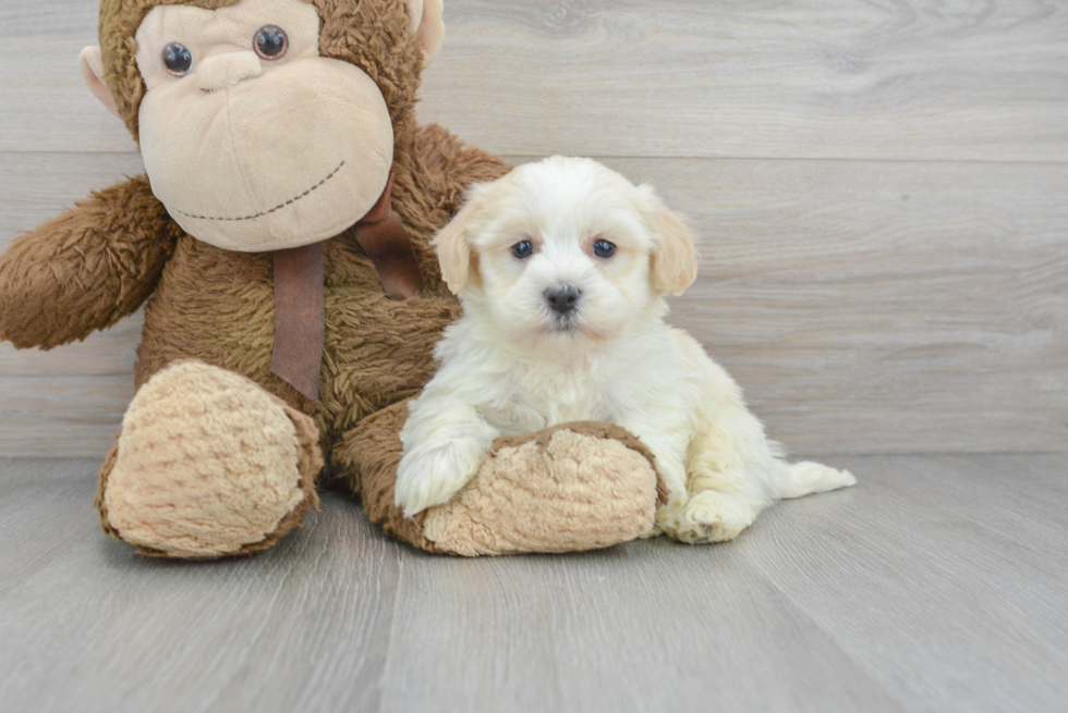 Friendly Havanese Purebred Pup