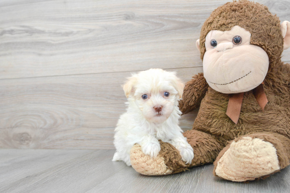 Havanese Pup Being Cute