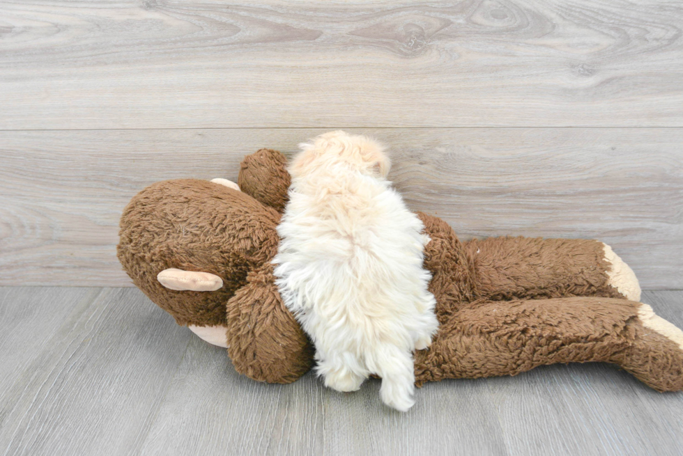 Friendly Havanese Baby