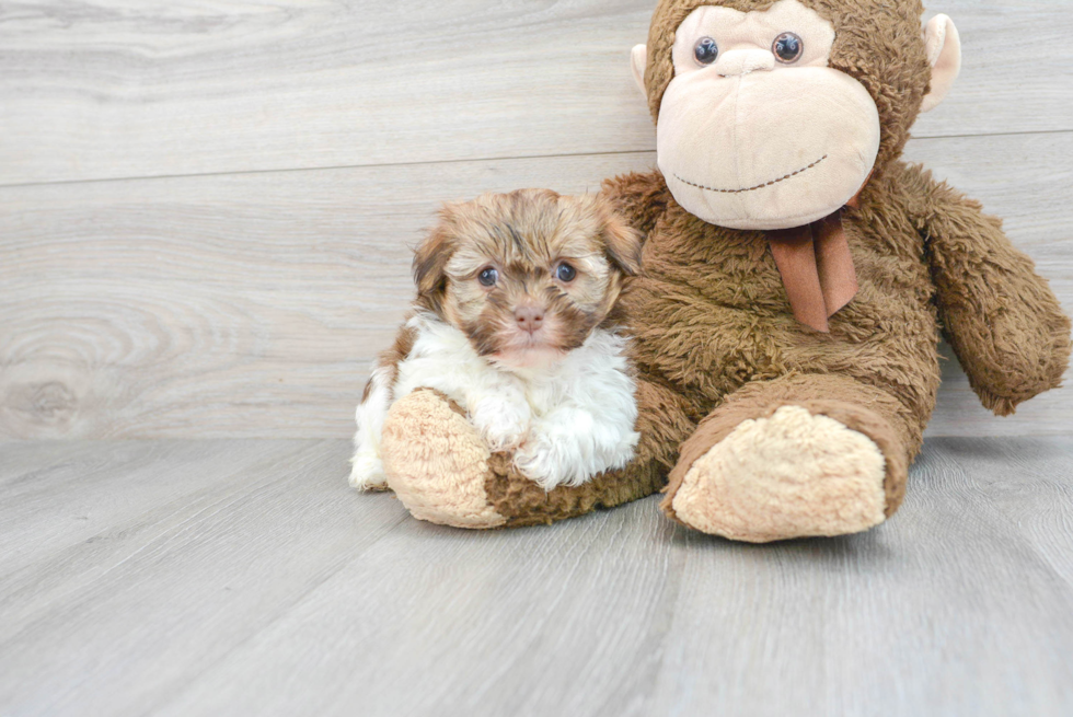 Havanese Pup Being Cute