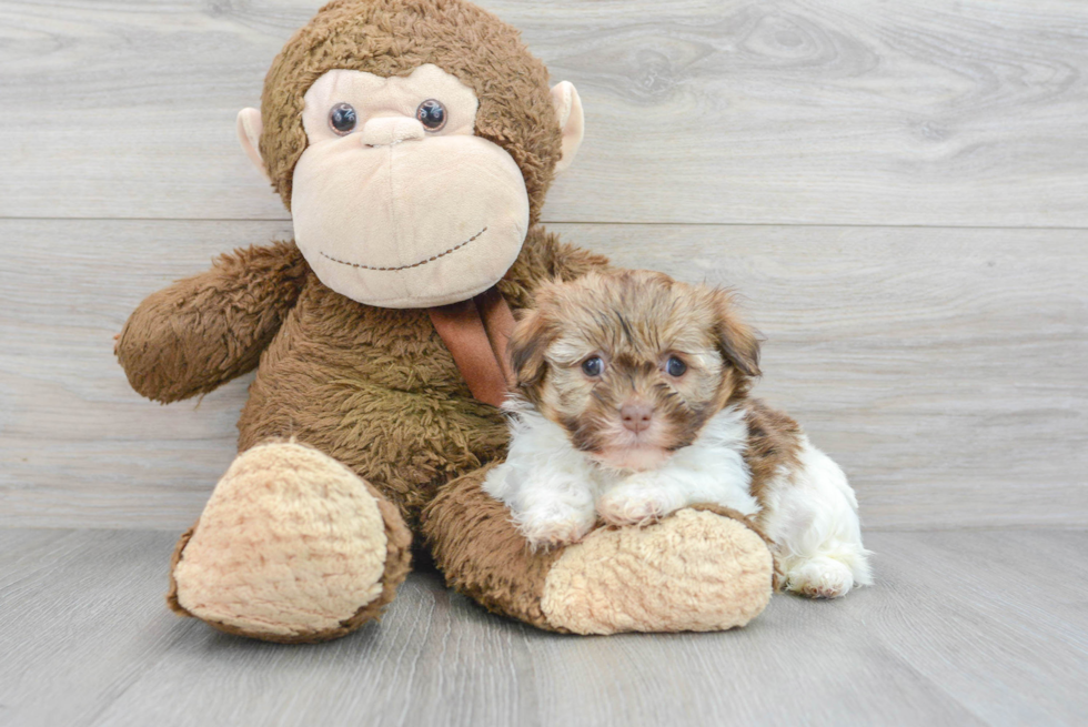 Havanese Pup Being Cute