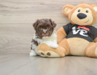 7 week old Havanese Puppy For Sale - Premier Pups