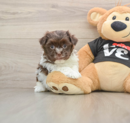 6 week old Havanese Puppy For Sale - Premier Pups