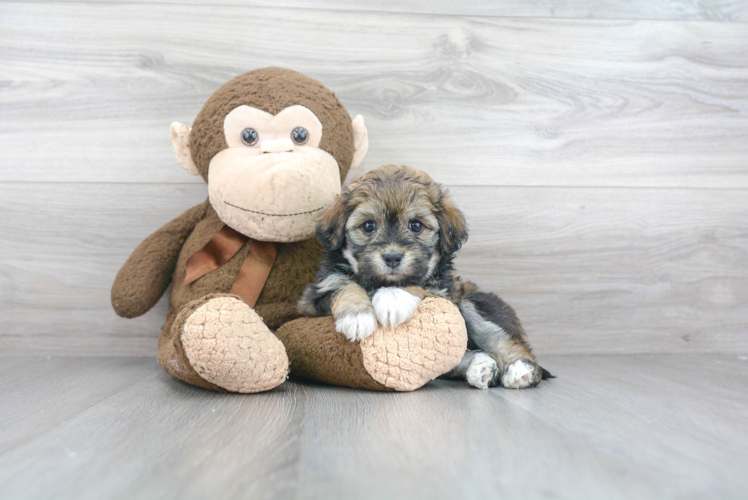 Hypoallergenic Havanese Purebred Pup