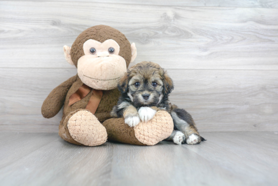 Hypoallergenic Havanese Purebred Pup