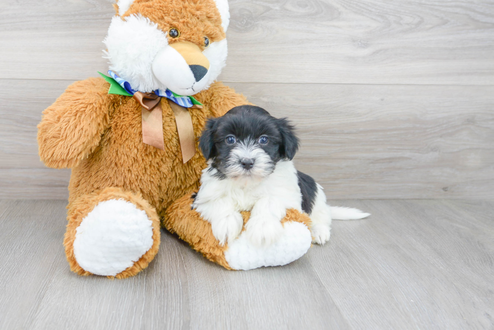 Havanese Pup Being Cute