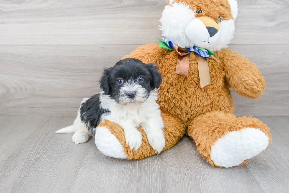 Havanese Puppy for Adoption