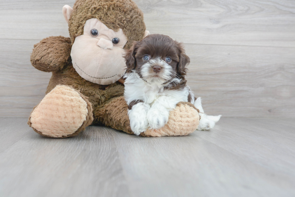 Havanese Pup Being Cute