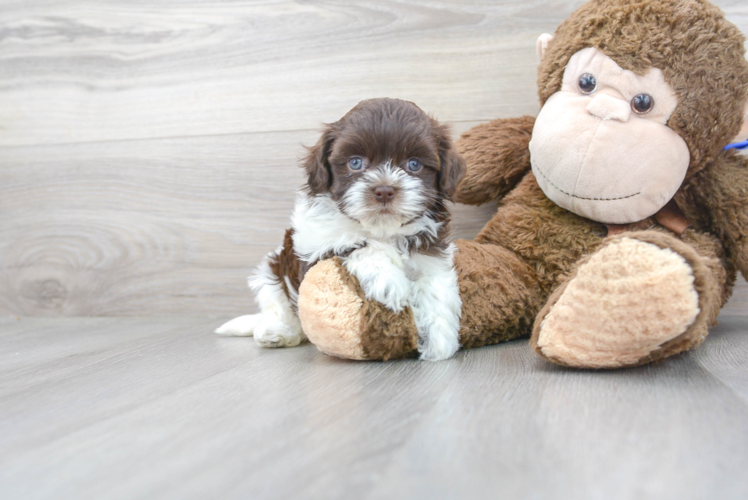 Havanese Pup Being Cute