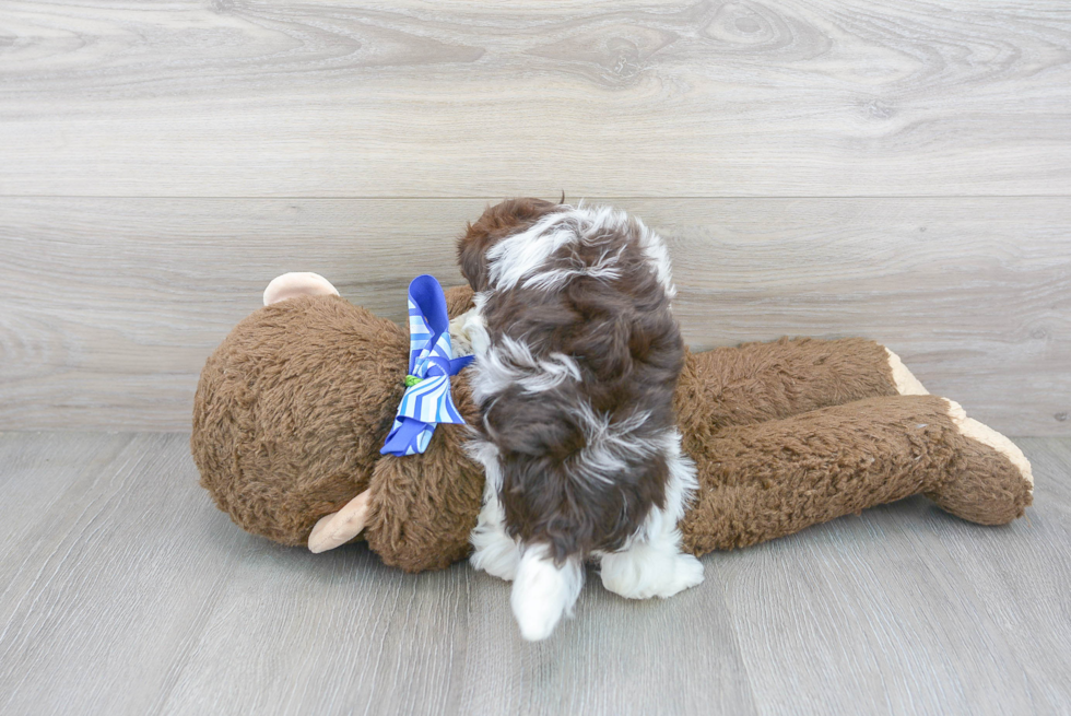 Petite Havanese Purebred Puppy