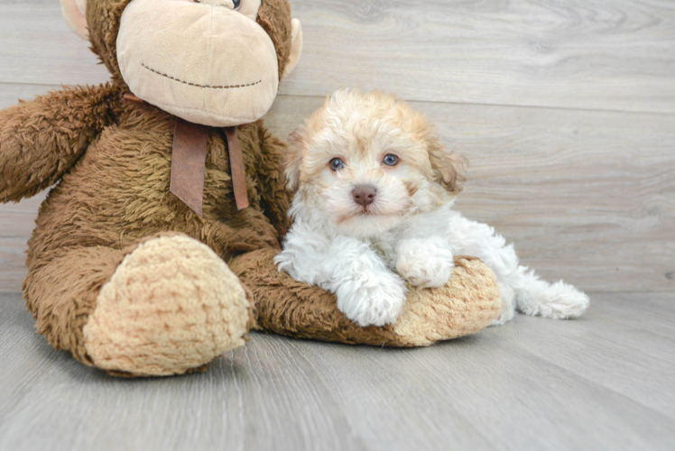 Best Havanese Baby