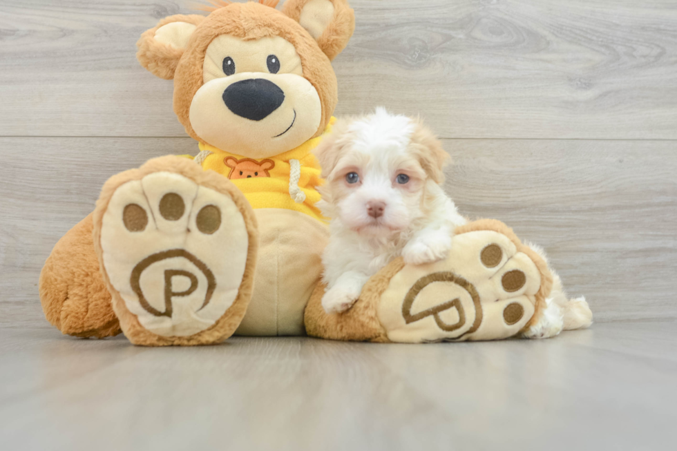 Havanese Pup Being Cute