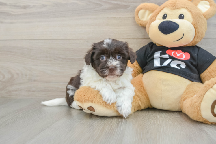 Popular Havanese Purebred Pup