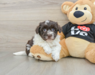 5 week old Havanese Puppy For Sale - Premier Pups