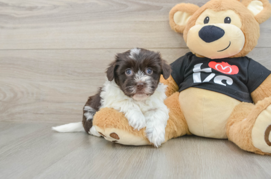 Popular Havanese Purebred Pup