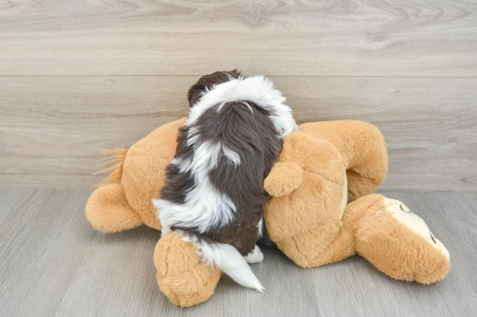 Havanese Puppy for Adoption