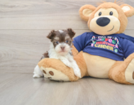 6 week old Havanese Puppy For Sale - Premier Pups