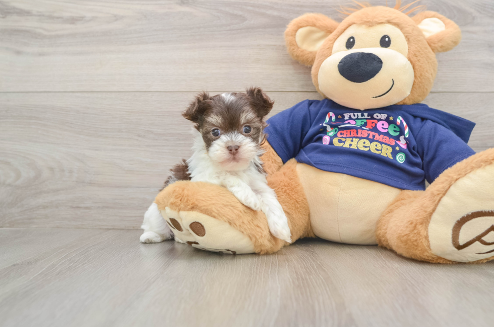 5 week old Havanese Puppy For Sale - Premier Pups