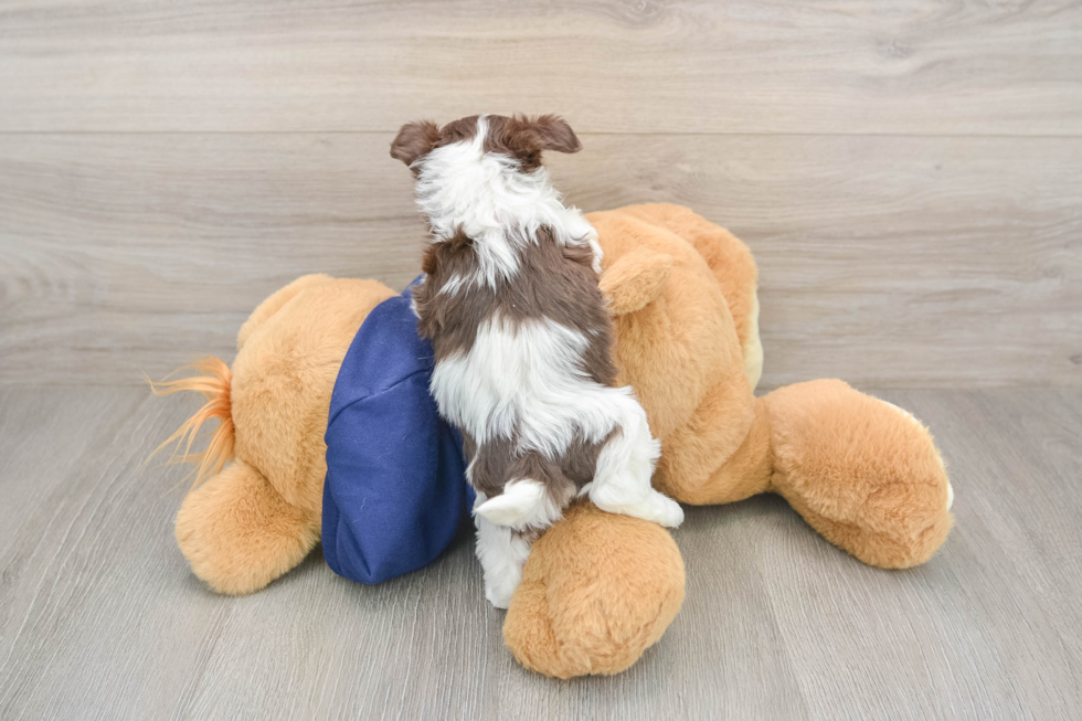 Havanese Pup Being Cute