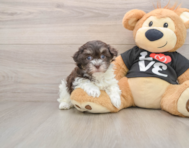 7 week old Havanese Puppy For Sale - Premier Pups