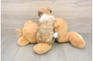Happy Bichon Habanero Purebred Puppy