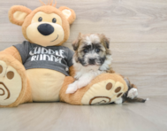 5 week old Havanese Puppy For Sale - Premier Pups
