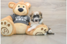 Petite Havanese Cuban Bichon Purebred Puppy