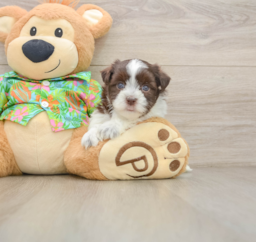 5 week old Havanese Puppy For Sale - Premier Pups