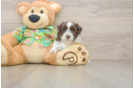Playful Havanese Baby