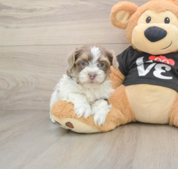 6 week old Havanese Puppy For Sale - Premier Pups