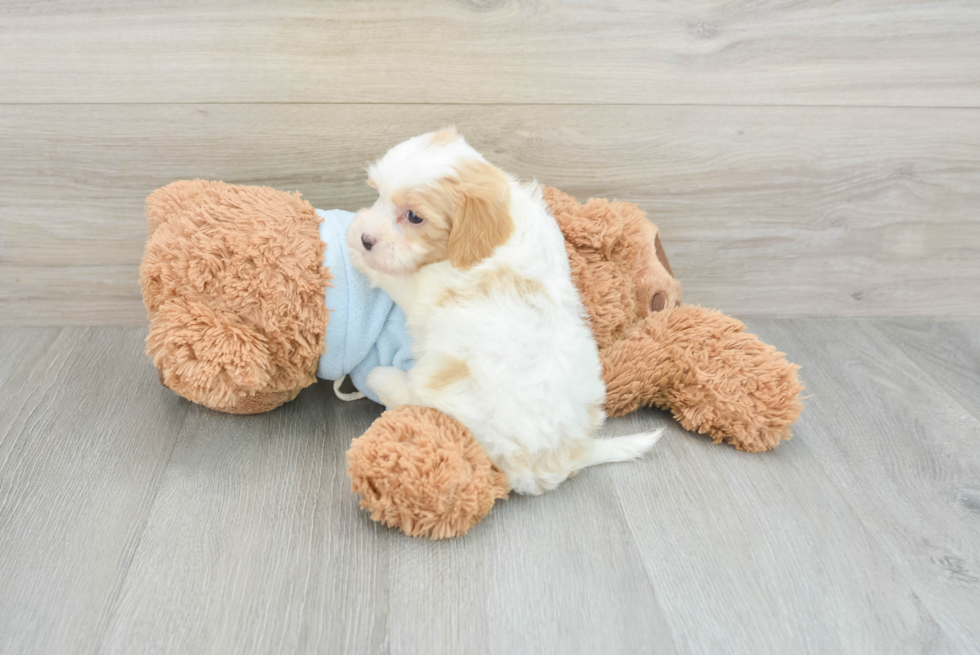 Havanese Puppy for Adoption