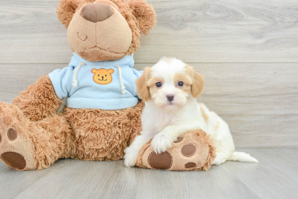 Havanese Pup Being Cute