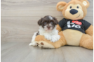 Popular Havanese Baby