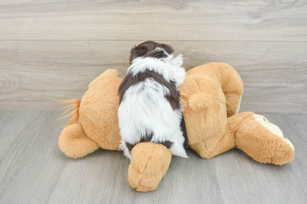Best Havanese Baby