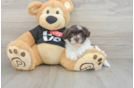 Havanese Pup Being Cute