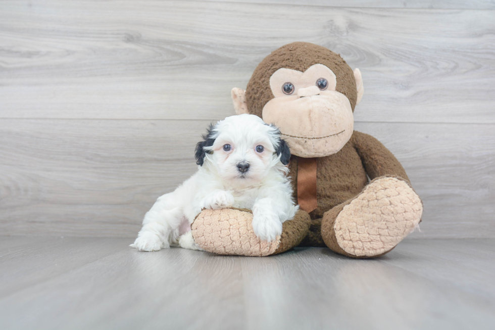 Friendly Havanese Baby