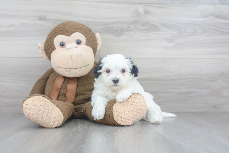 Popular Havanese Baby