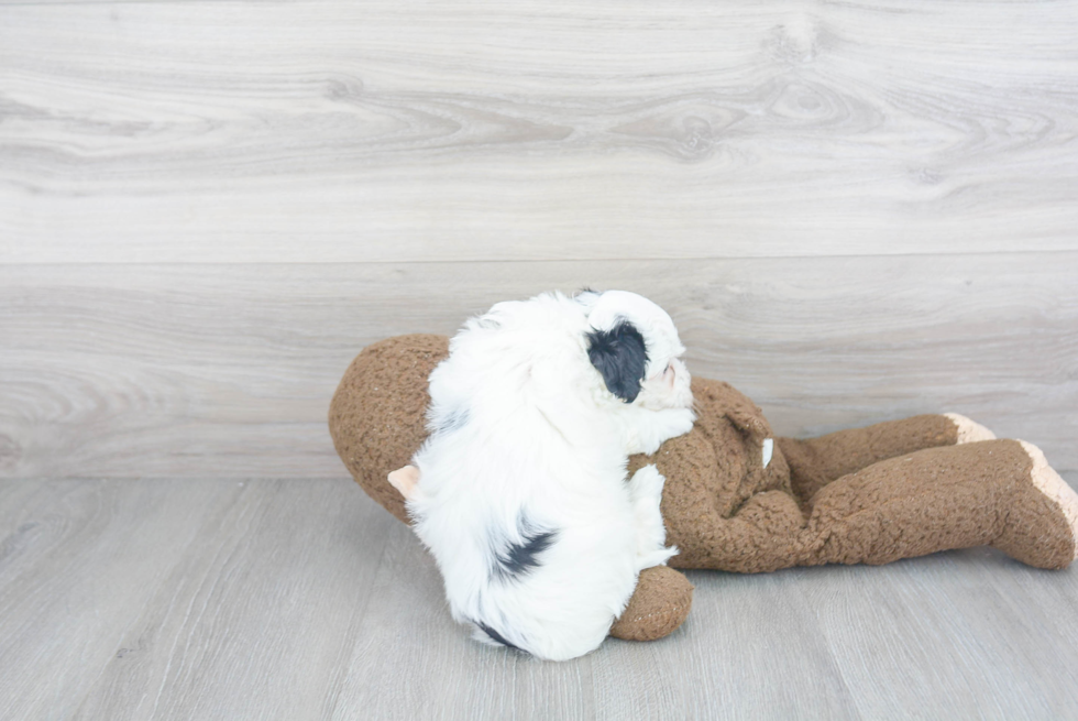 Hypoallergenic Havanese Purebred Pup