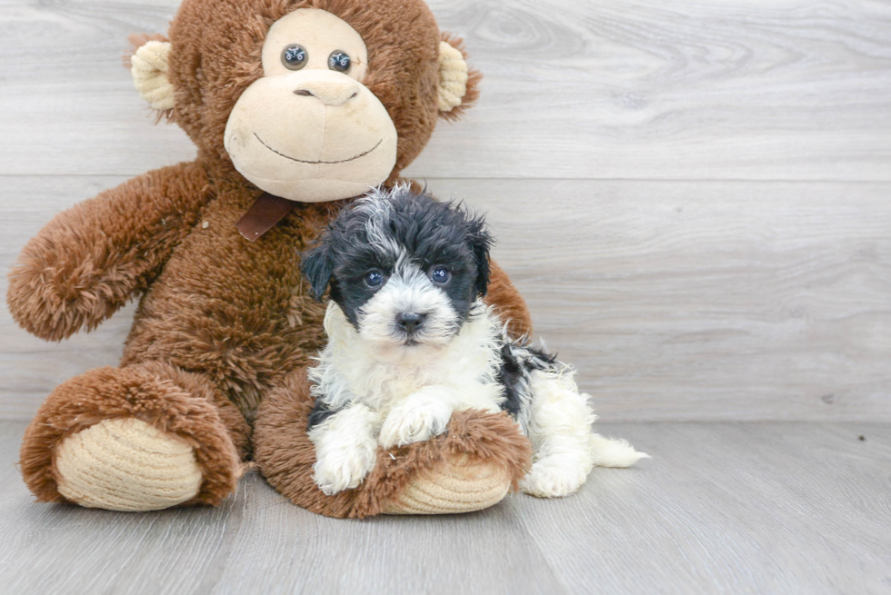 Little Havanese Baby