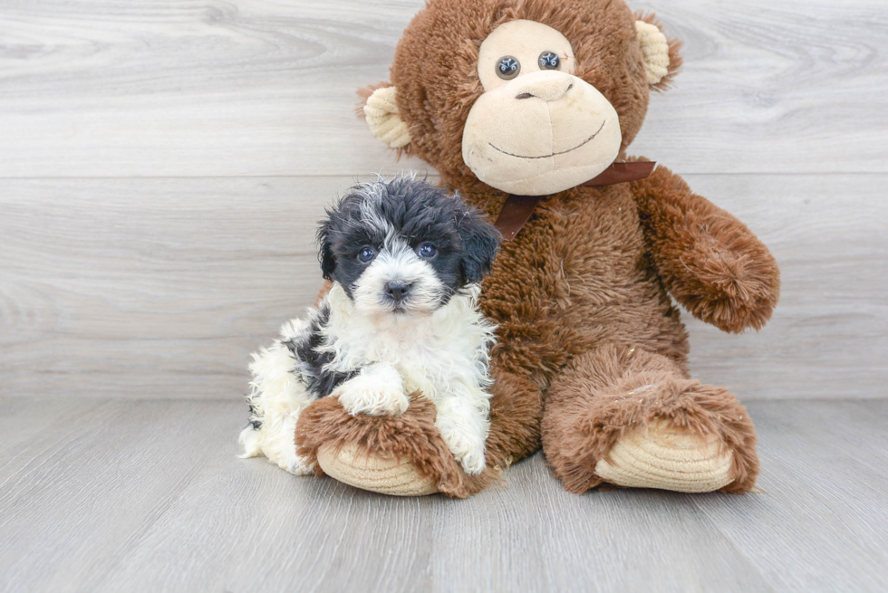 Havanese Puppy for Adoption