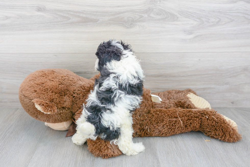 Havanese Puppy for Adoption