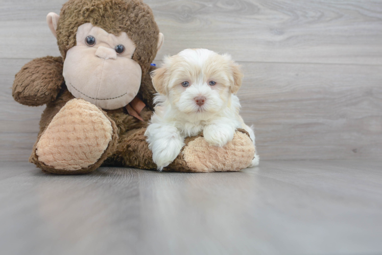 Cute Havanese Purebred Pup
