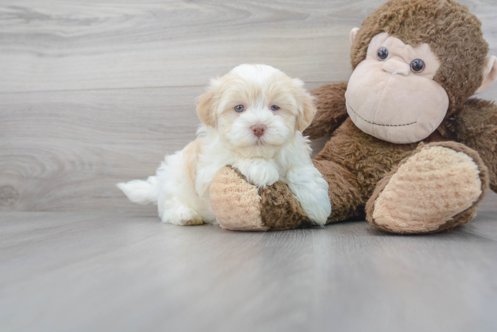 Havanese Puppy for Adoption
