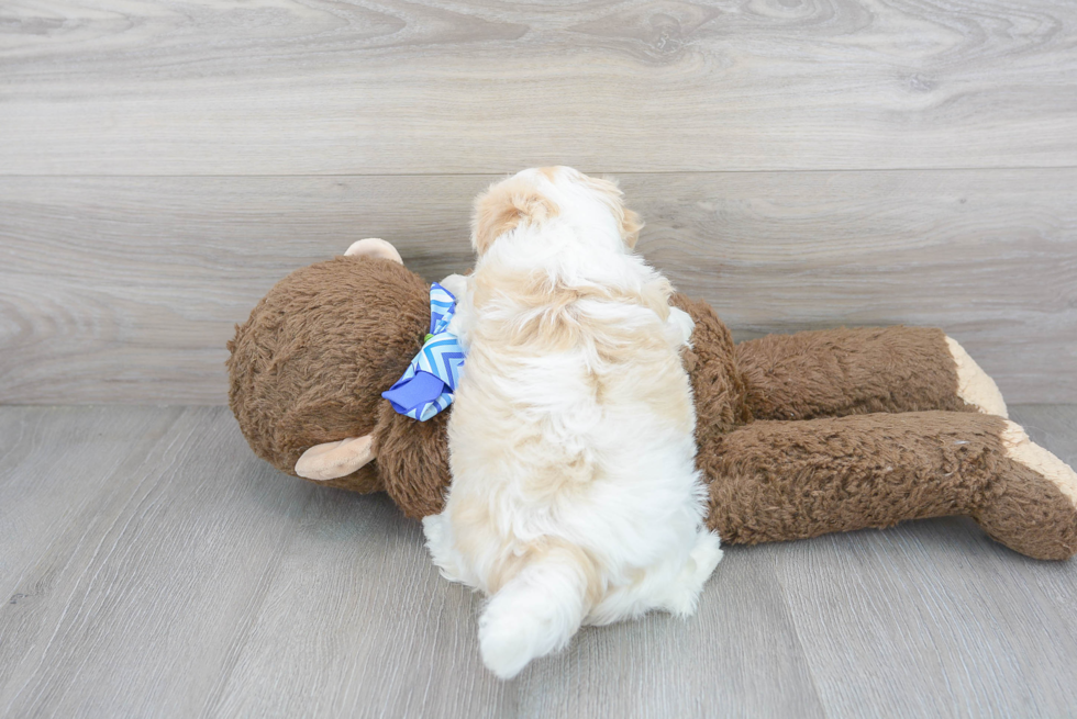 Havanese Pup Being Cute