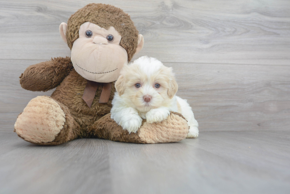 Havanese Pup Being Cute