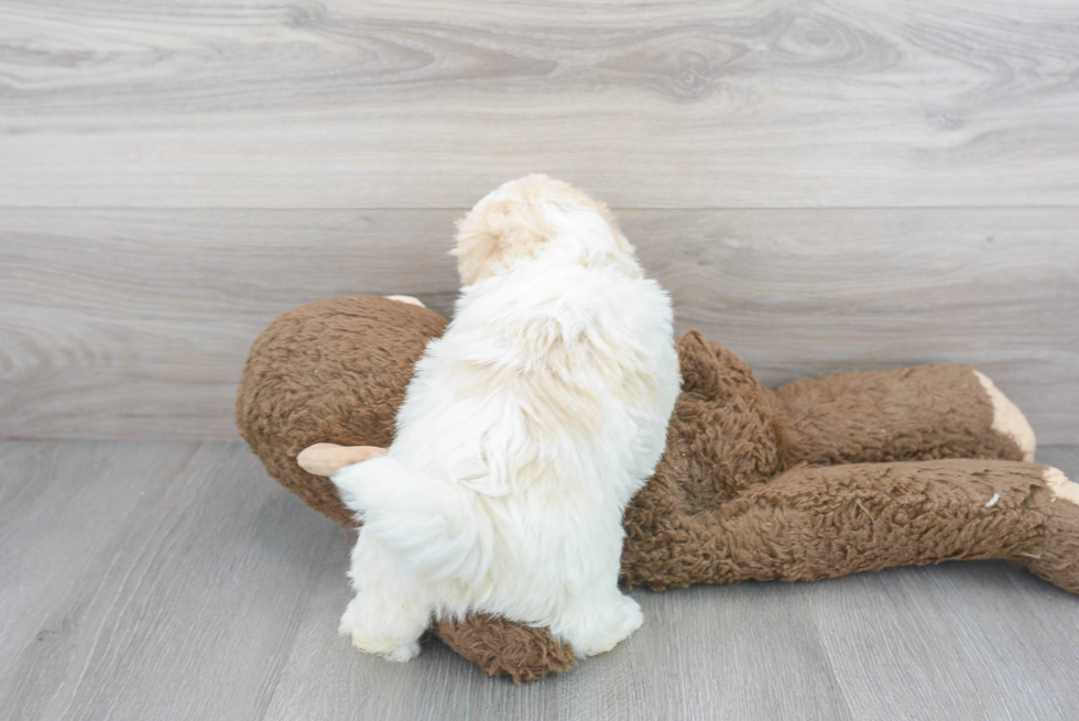 Havanese Pup Being Cute