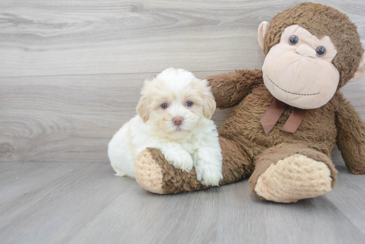 Best Havanese Baby